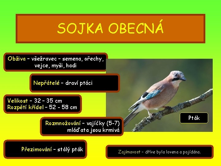 SOJKA OBECNÁ Obživa – všežravec – semena, ořechy, vejce, myši, hadi Nepřátelé – draví