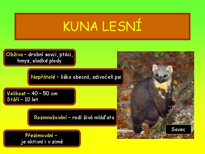 KUNA LESNÍ Obživa – drobní savci, ptáci, hmyz, sladké plody Nepřátelé – liška obecná,