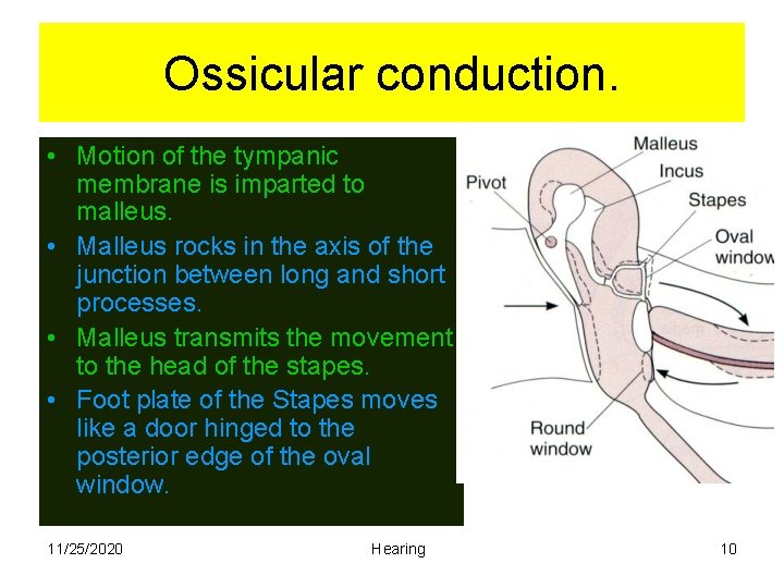 Ossicular conduction. • Motion of the tympanic membrane is imparted to malleus. • Malleus