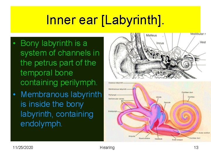 Inner ear [Labyrinth]. • Bony labyrinth is a system of channels in the petrus