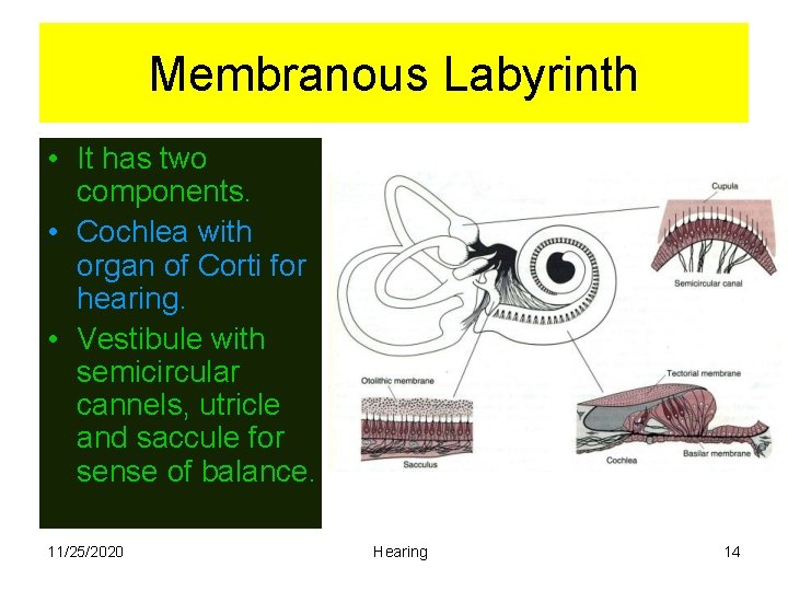 Membranous Labyrinth • It has two components. • Cochlea with organ of Corti for