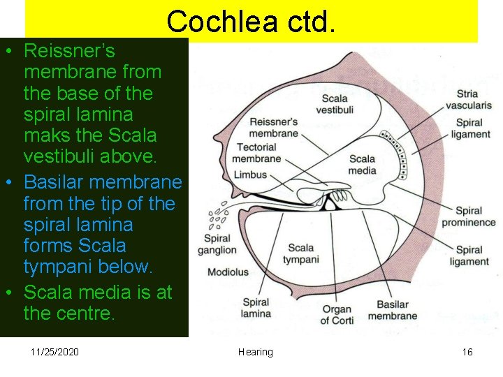 Cochlea ctd. • Reissner’s membrane from the base of the spiral lamina maks the