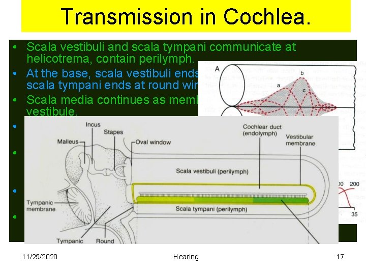 Transmission in Cochlea. • Scala vestibuli and scala tympani communicate at helicotrema, contain perilymph.