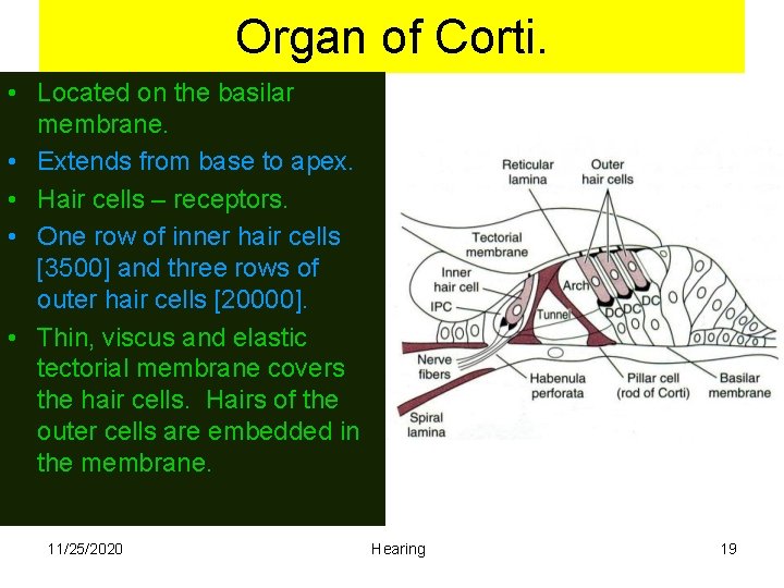 Organ of Corti. • Located on the basilar membrane. • Extends from base to