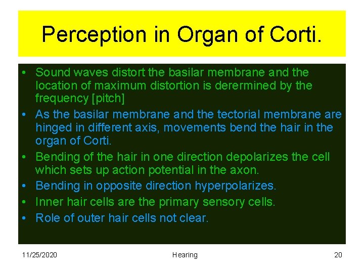 Perception in Organ of Corti. • Sound waves distort the basilar membrane and the