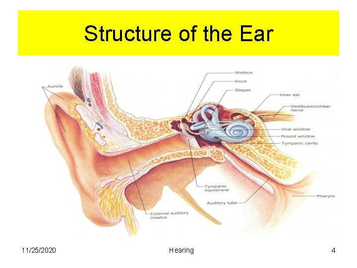 Structure of the Ear 11/25/2020 Hearing 4 