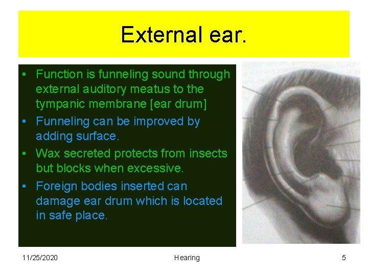 External ear. • Function is funneling sound through external auditory meatus to the tympanic