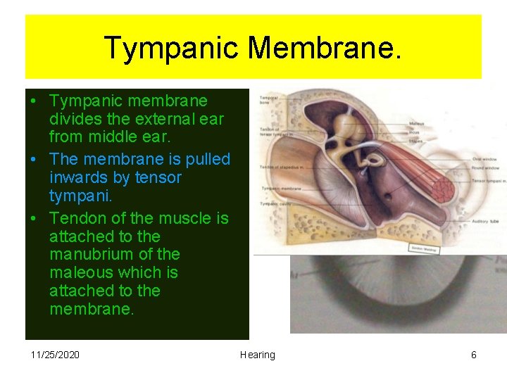 Tympanic Membrane. • Tympanic membrane divides the external ear from middle ear. • The