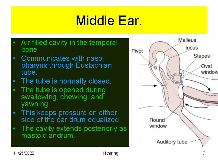 Middle Ear. • Air filled cavity in the temporal bone • Communicates with nasopharynx