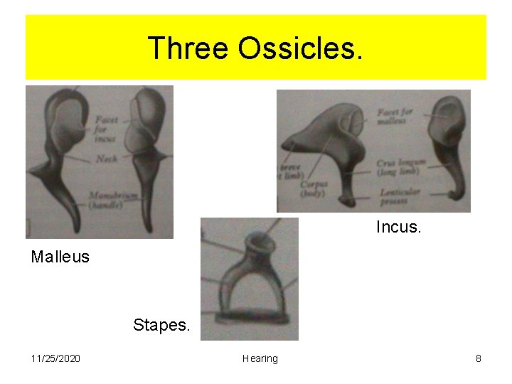 Three Ossicles. Incus. Malleus Stapes. 11/25/2020 Hearing 8 