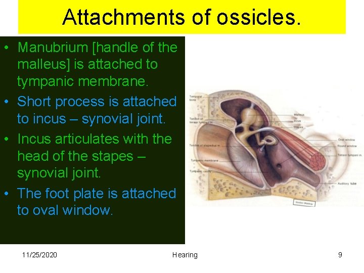 Attachments of ossicles. • Manubrium [handle of the malleus] is attached to tympanic membrane.