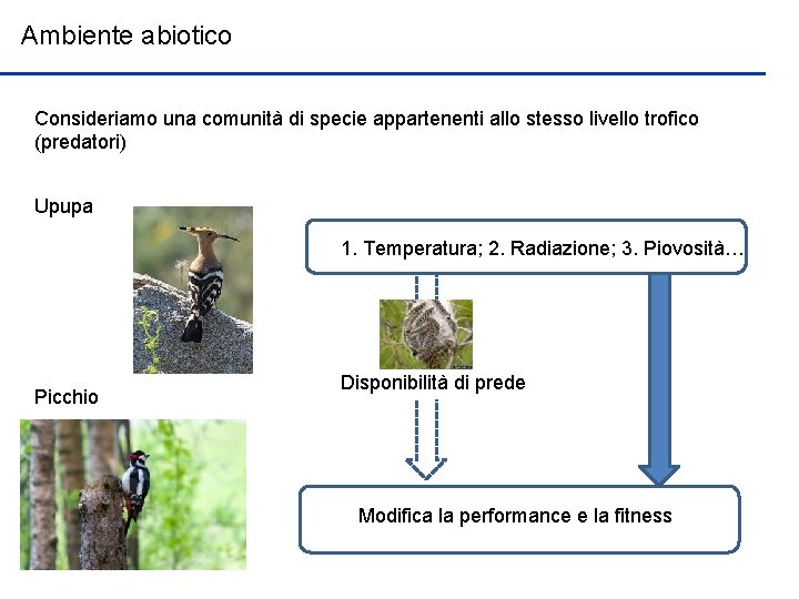 Ambiente abiotico Consideriamo una comunità di specie appartenenti allo stesso livello trofico (predatori) Upupa