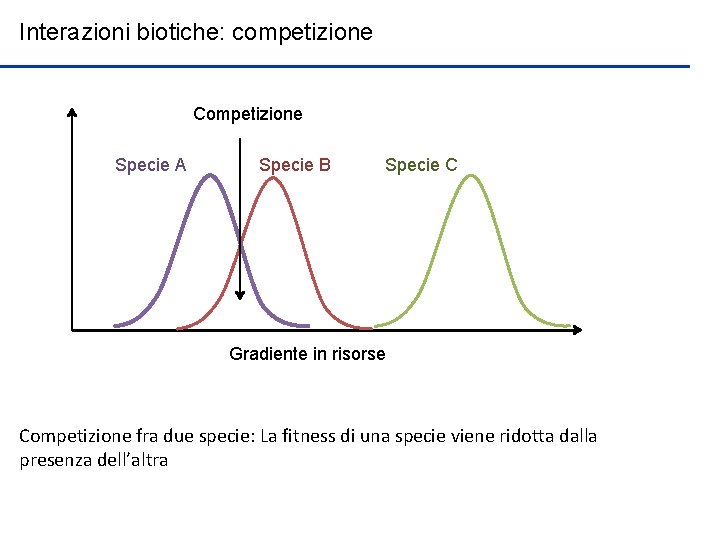 Interazioni biotiche: competizione Competizione Specie A Specie B Specie C Gradiente in risorse Competizione