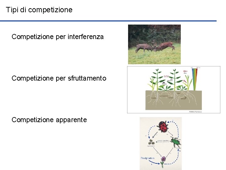 Tipi di competizione Competizione per interferenza Competizione per sfruttamento Competizione apparente 