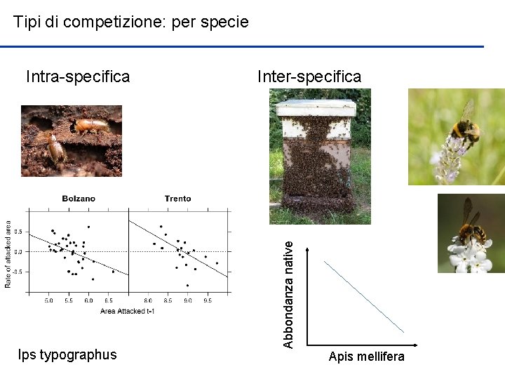 Tipi di competizione: per specie Ips typographus Inter-specifica Abbondanza native Intra-specifica Apis mellifera 