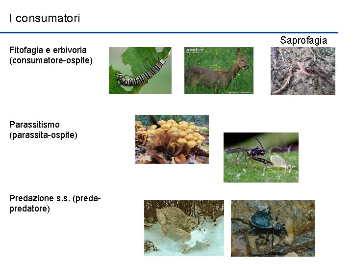 I consumatori Fitofagia e erbivoria (consumatore-ospite) Parassitismo (parassita-ospite) Predazione s. s. (predatore) Saprofagia 