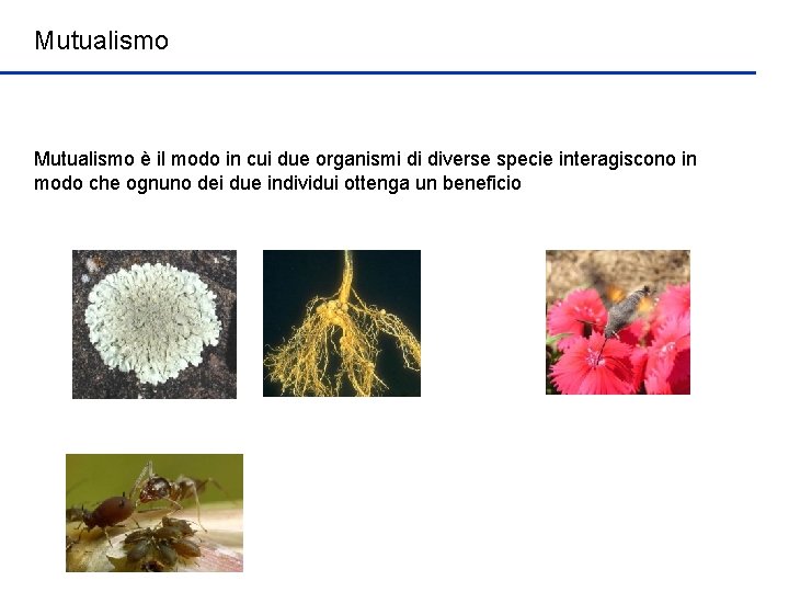 Mutualismo è il modo in cui due organismi di diverse specie interagiscono in modo