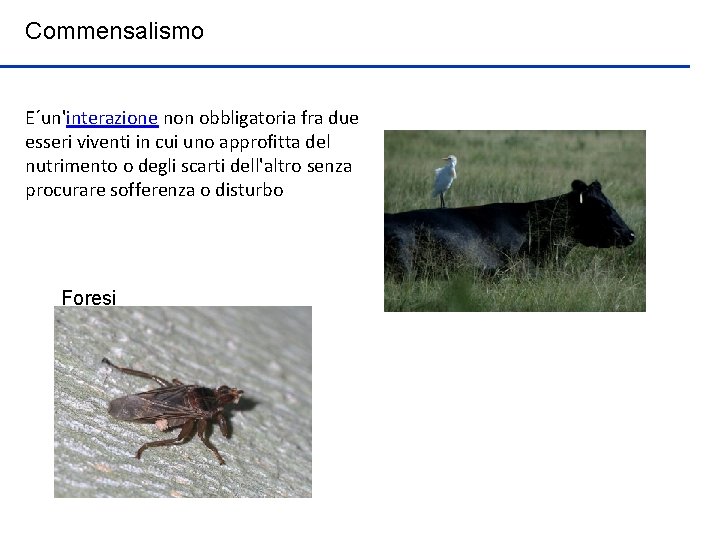 Commensalismo E´un'interazione non obbligatoria fra due esseri viventi in cui uno approfitta del nutrimento