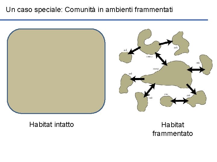 Un caso speciale: Comunità in ambienti frammentati Habitat intatto Habitat frammentato 