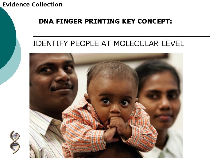Evidence Collection DNA FINGER PRINTING KEY CONCEPT: IDENTIFY PEOPLE AT MOLECULAR LEVEL 