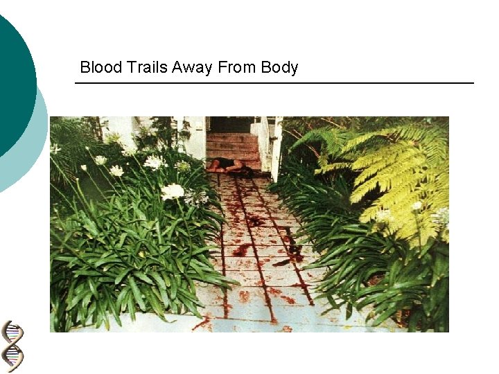 Blood Trails Away From Body 