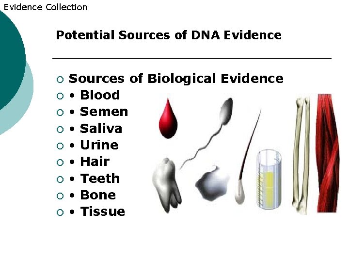 Evidence Collection Potential Sources of DNA Evidence ¡ ¡ ¡ ¡ ¡ Sources of