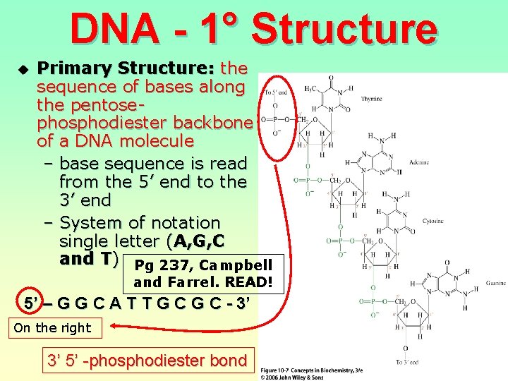 DNA - 1° Structure u Primary Structure: the sequence of bases along the pentosephosphodiester