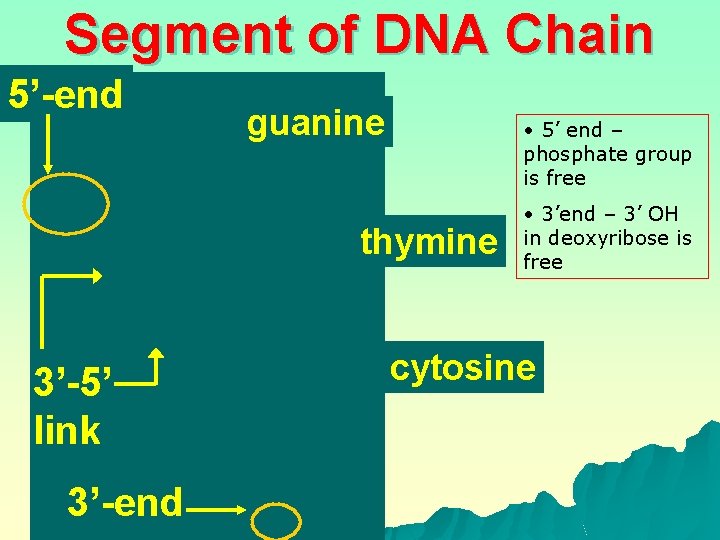 Segment of DNA Chain 5’-end guanine • 5’ end – phosphate group is free