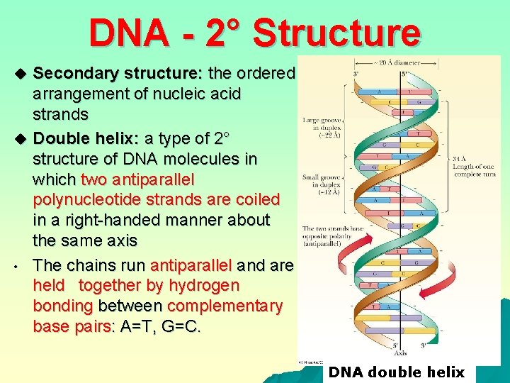 DNA - 2° Structure Secondary structure: the ordered arrangement of nucleic acid strands u