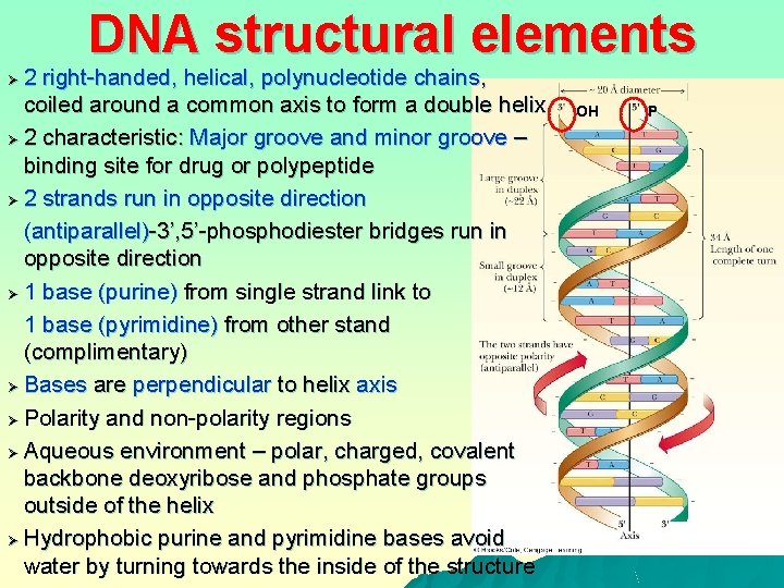 DNA structural elements 2 right-handed, helical, polynucleotide chains, coiled around a common axis to
