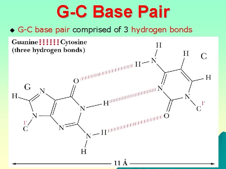 G-C Base Pair u G-C base pair comprised of 3 hydrogen bonds 