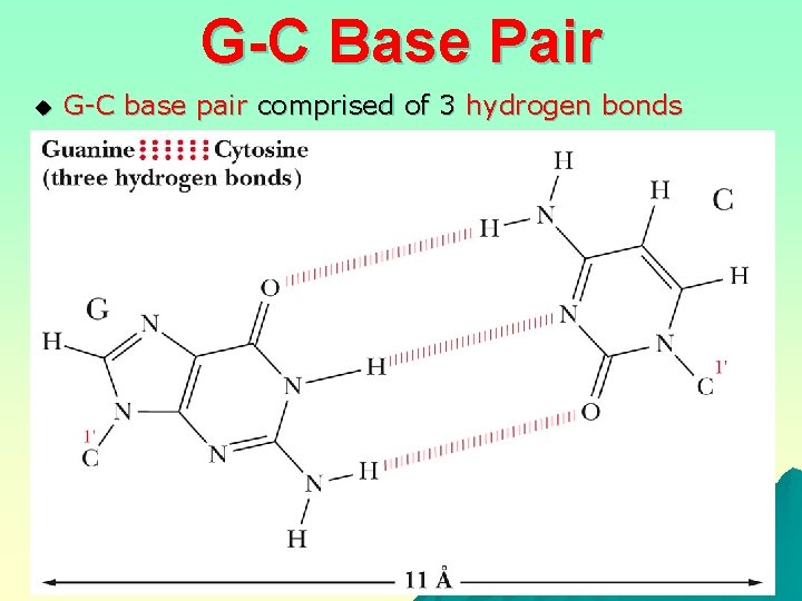 G-C Base Pair u G-C base pair comprised of 3 hydrogen bonds 