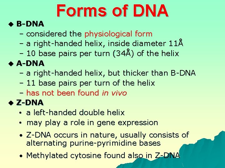 Forms of DNA B-DNA – considered the physiological form – a right-handed helix, inside