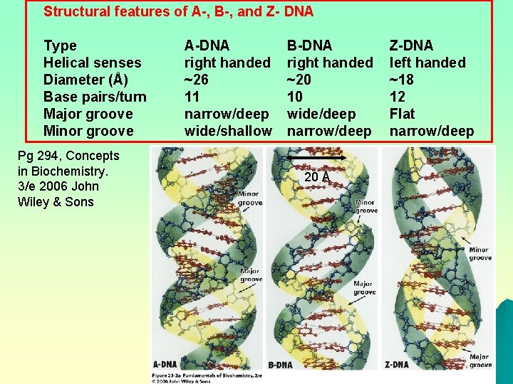 Structural features of A-, B-, and Z- DNA Type Helical senses Diameter (Å) Base