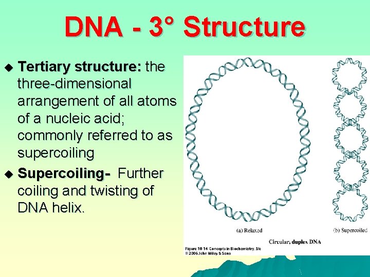 DNA - 3° Structure Tertiary structure: the three-dimensional arrangement of all atoms of a