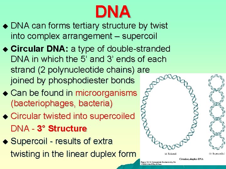 DNA can forms tertiary structure by twist into complex arrangement – supercoil u Circular