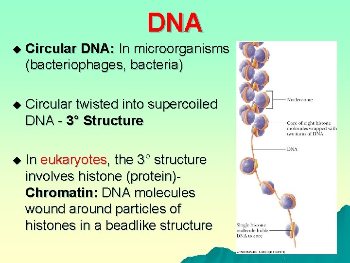 DNA u Circular DNA: In microorganisms (bacteriophages, bacteria) u Circular twisted into supercoiled DNA