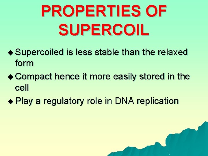 PROPERTIES OF SUPERCOIL u Supercoiled is less stable than the relaxed form u Compact
