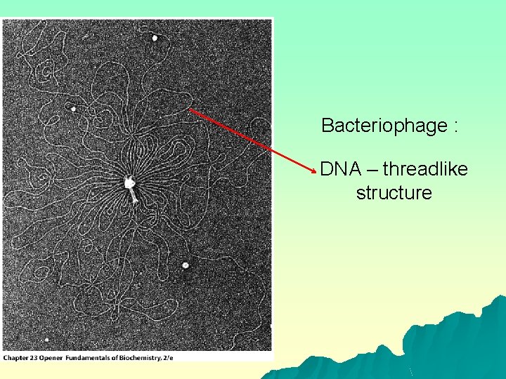 Bacteriophage : DNA – threadlike structure 
