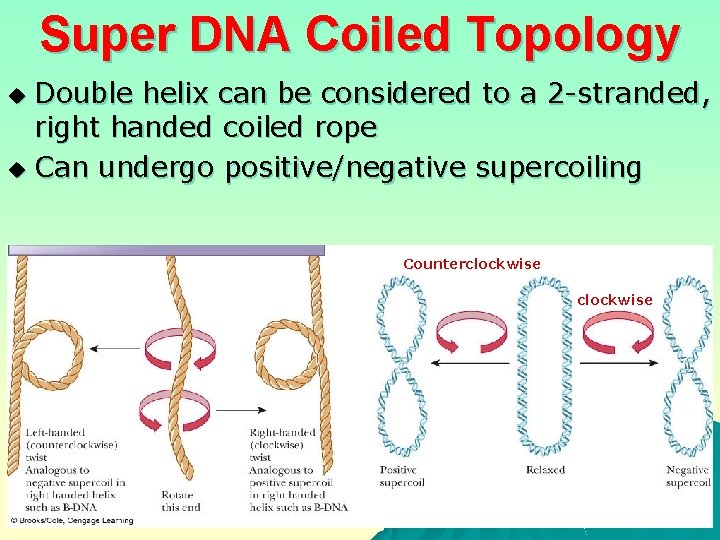 Super DNA Coiled Topology Double helix can be considered to a 2 -stranded, right