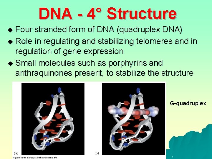 DNA - 4° Structure Four stranded form of DNA (quadruplex DNA) u Role in