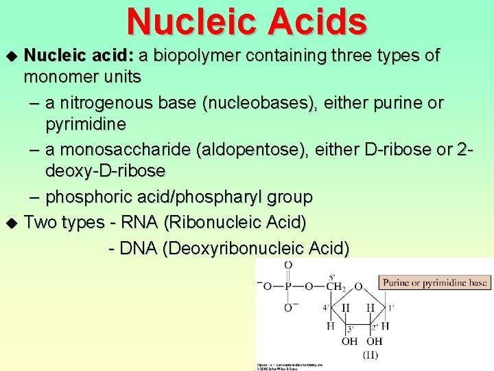 Nucleic Acids u u Nucleic acid: a biopolymer containing three types of monomer units