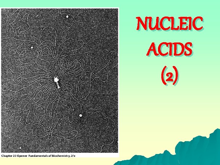 NUCLEIC ACIDS (2) 
