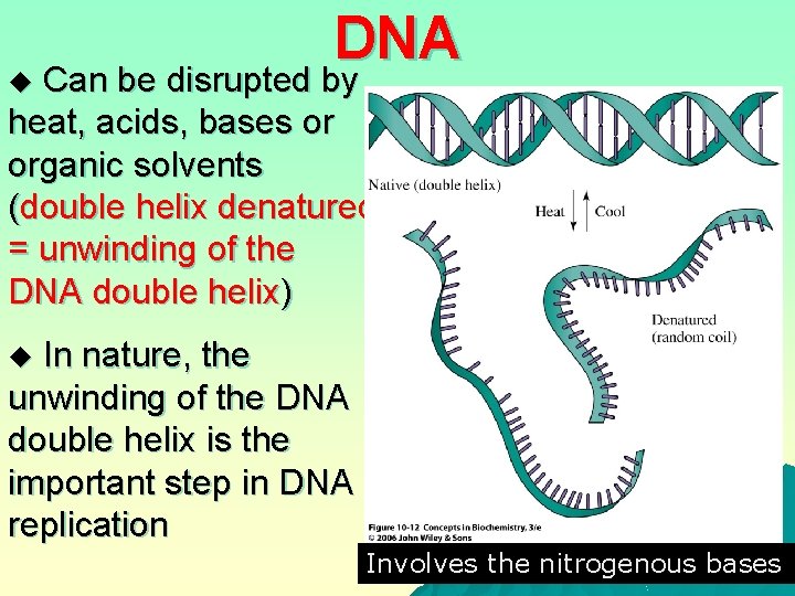 DNA Can be disrupted by heat, acids, bases or organic solvents (double helix denatured