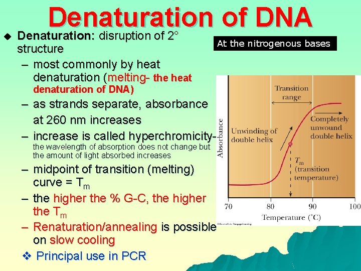 u Denaturation of DNA Denaturation: disruption of 2° structure – most commonly by heat