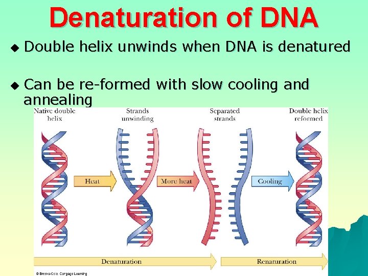 Denaturation of DNA u u Double helix unwinds when DNA is denatured Can be