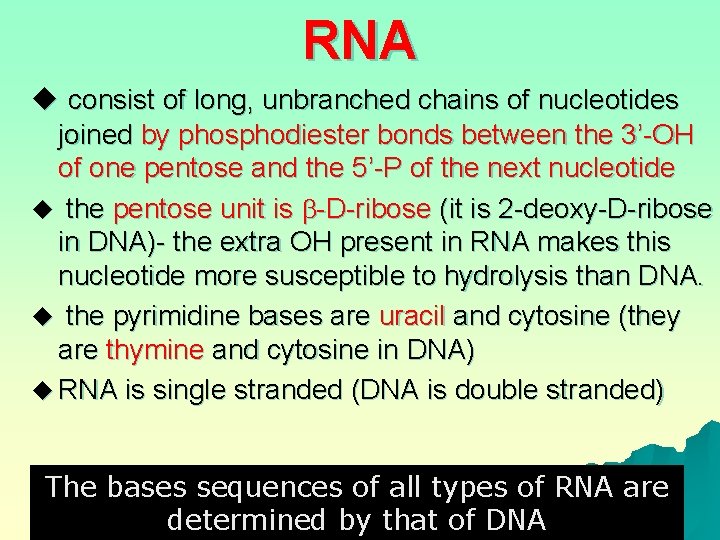 RNA u consist of long, unbranched chains of nucleotides joined by phosphodiester bonds between