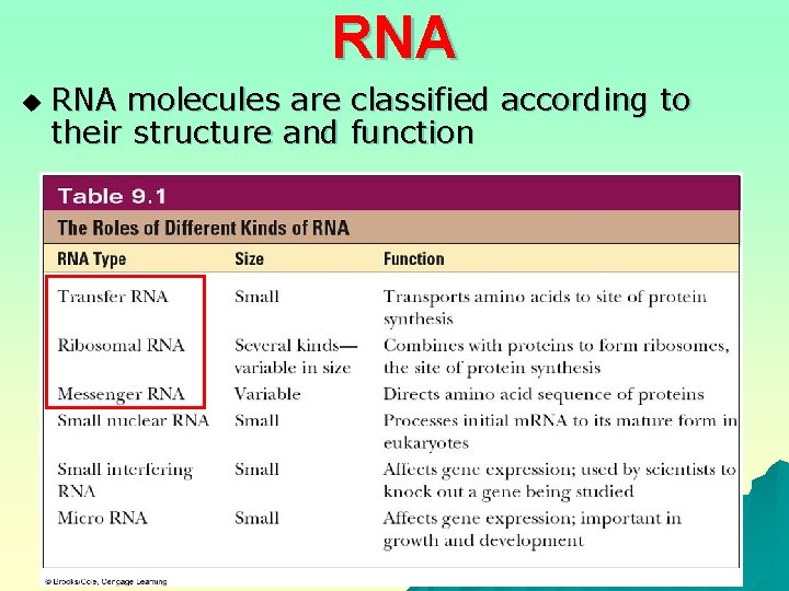 RNA u RNA molecules are classified according to their structure and function 