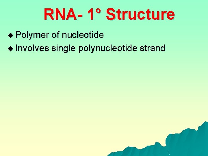 RNA- 1° Structure u Polymer of nucleotide u Involves single polynucleotide strand 