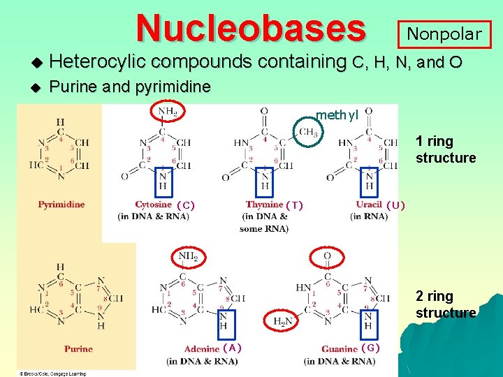 Nucleobases Nonpolar u Heterocylic compounds containing C, H, N, and O u Purine and